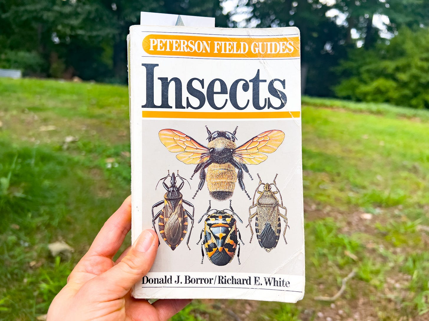 peterson field guide on insects peterson field guide on insects