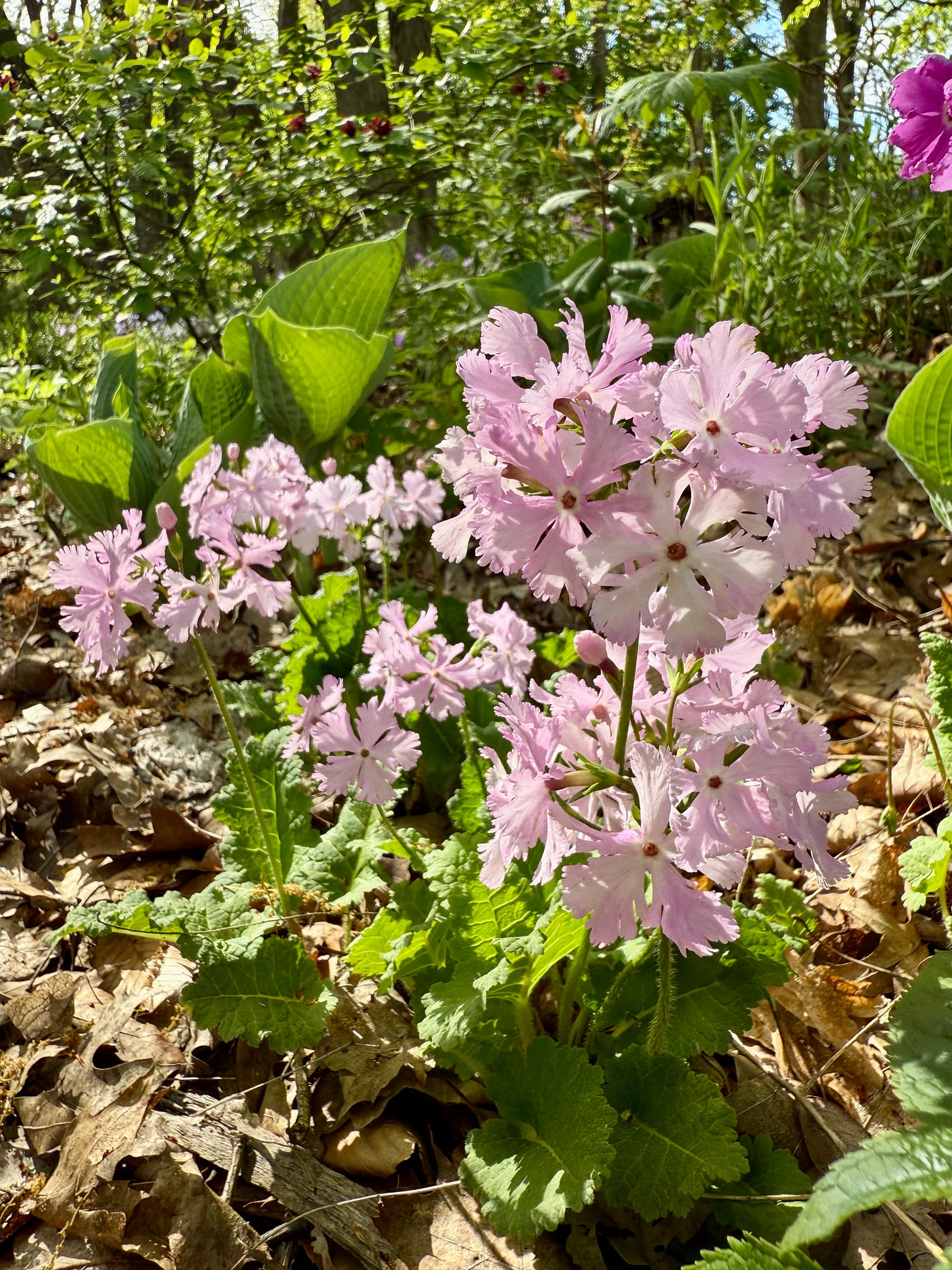Primula sieboldii with their ruffly leaves and petals. 