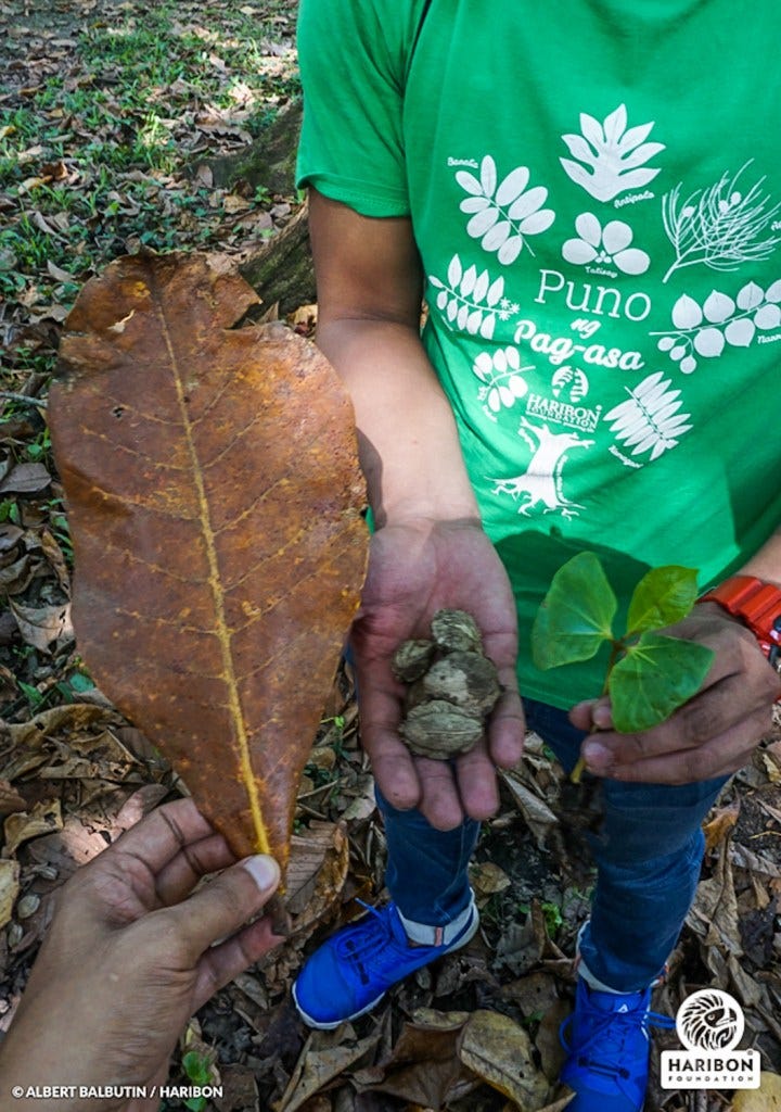 Photo - talisay leaf, seed, and wildling - leaves remind me of bright green oyster mushrooms. Tshirt design