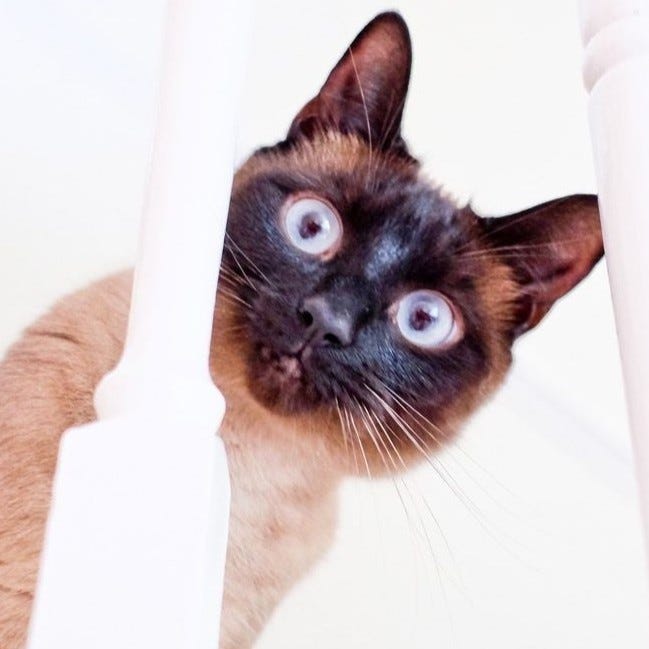 A gallery of close up photos of Mittens' face from pictures in the post.