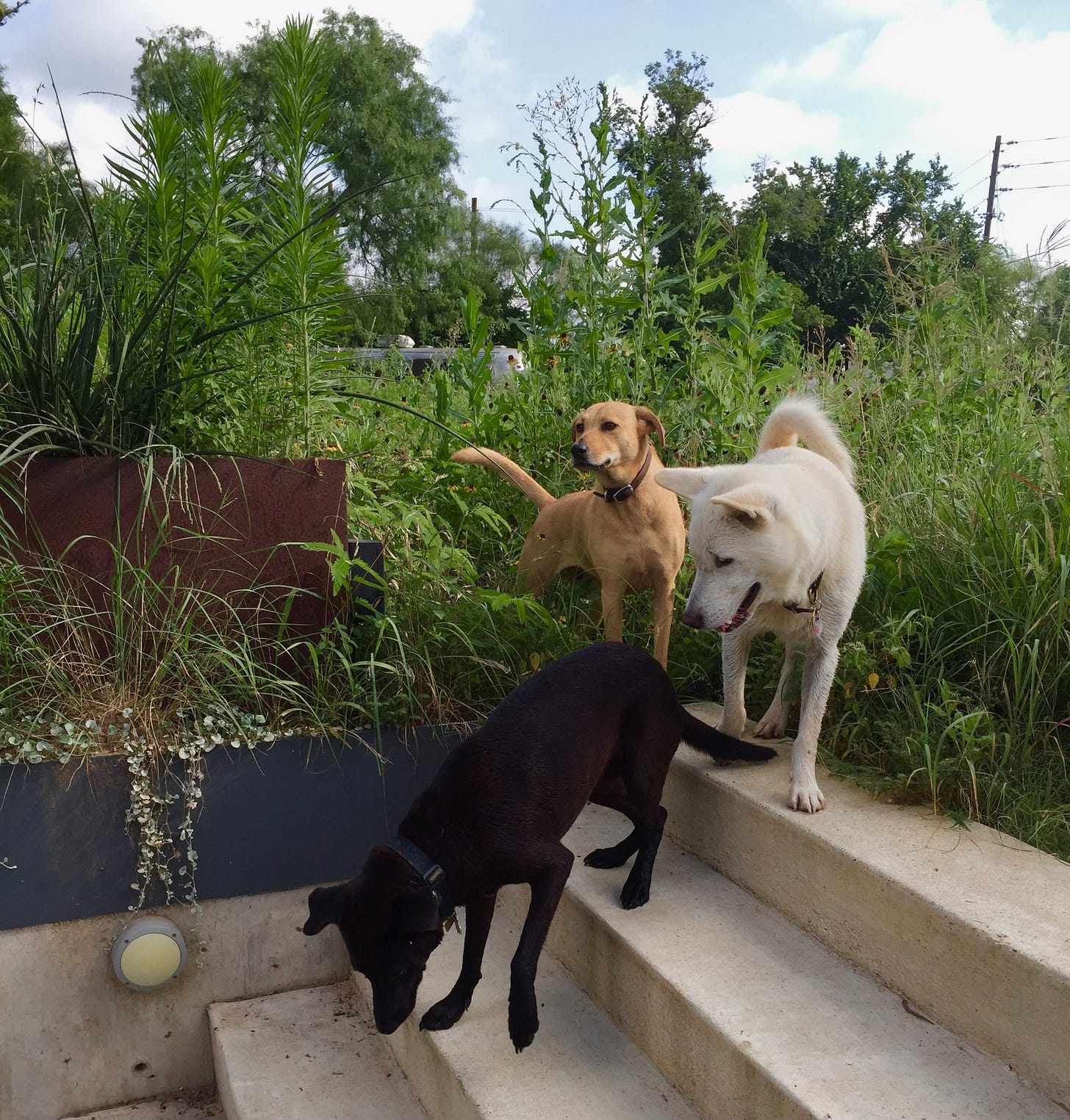 Three dogs in a wild yard