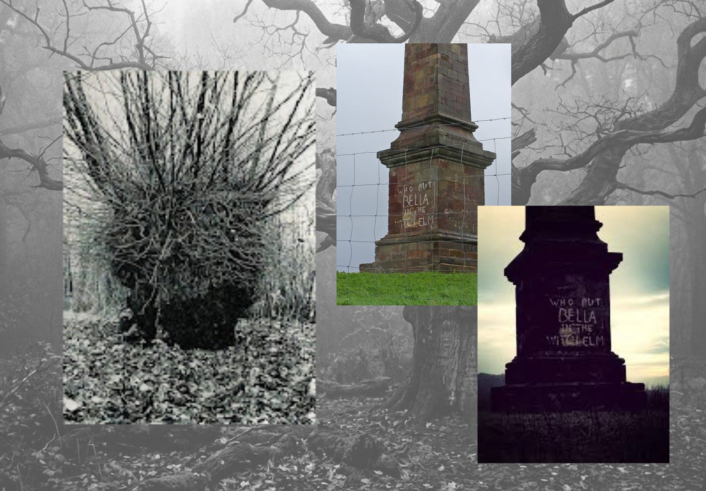On a background of a forest sits the Wych Elm and examples of the graffiti 