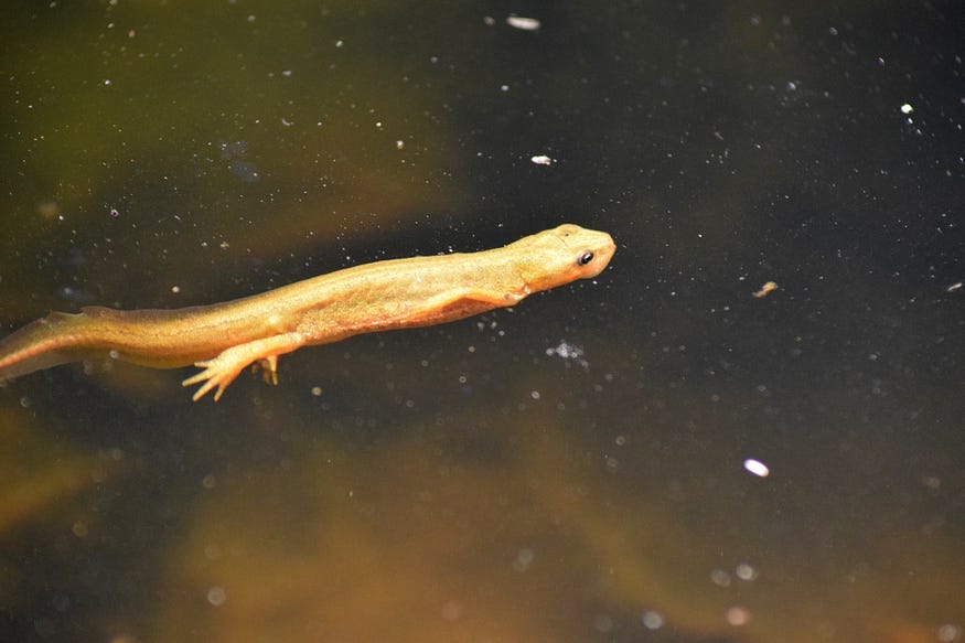 Photo of a newt