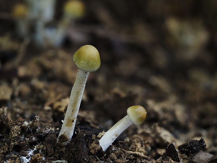 Panaeolus cyanescens