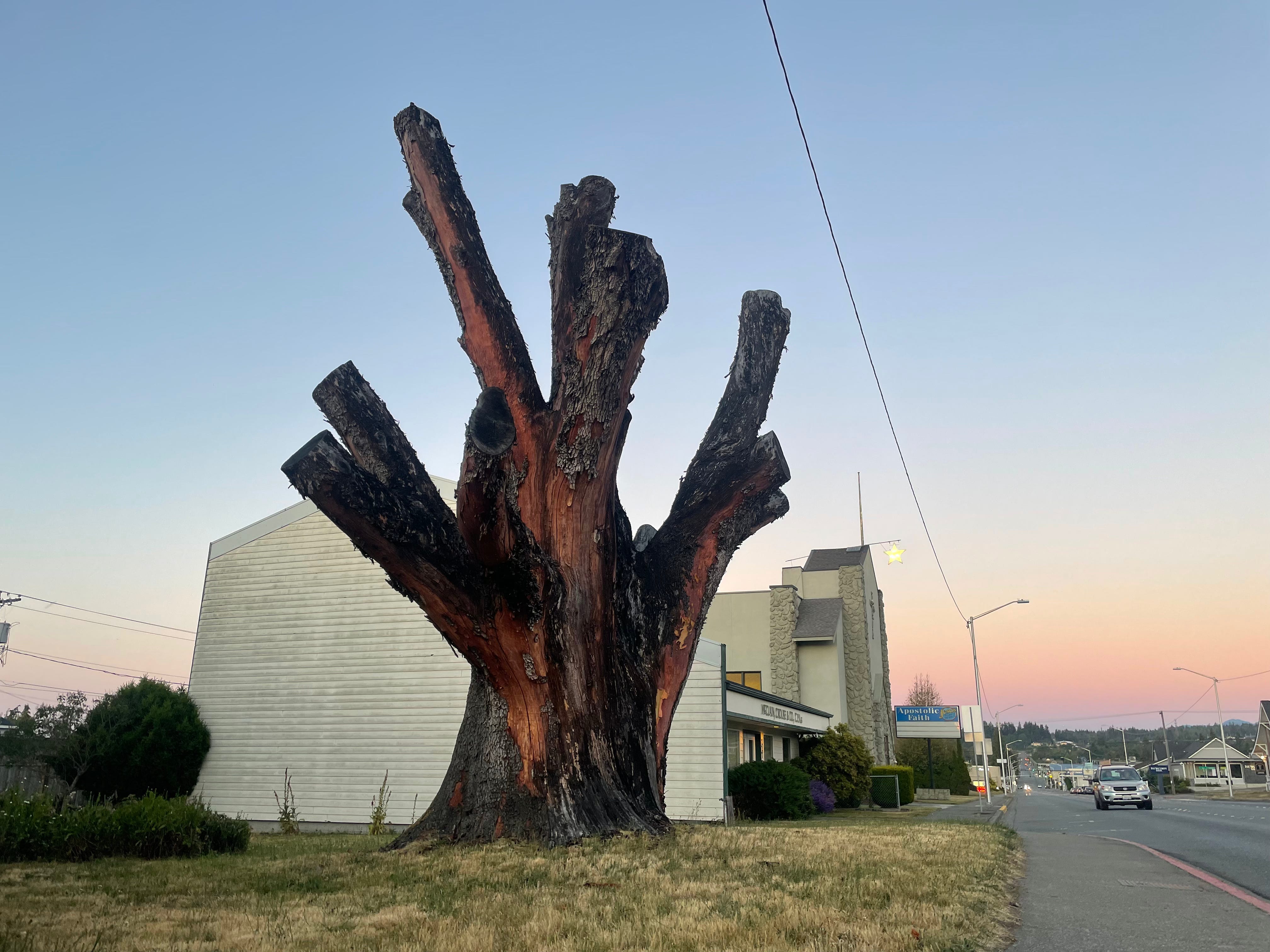 Washington's Biggest Madronas - by Chris Rurik
