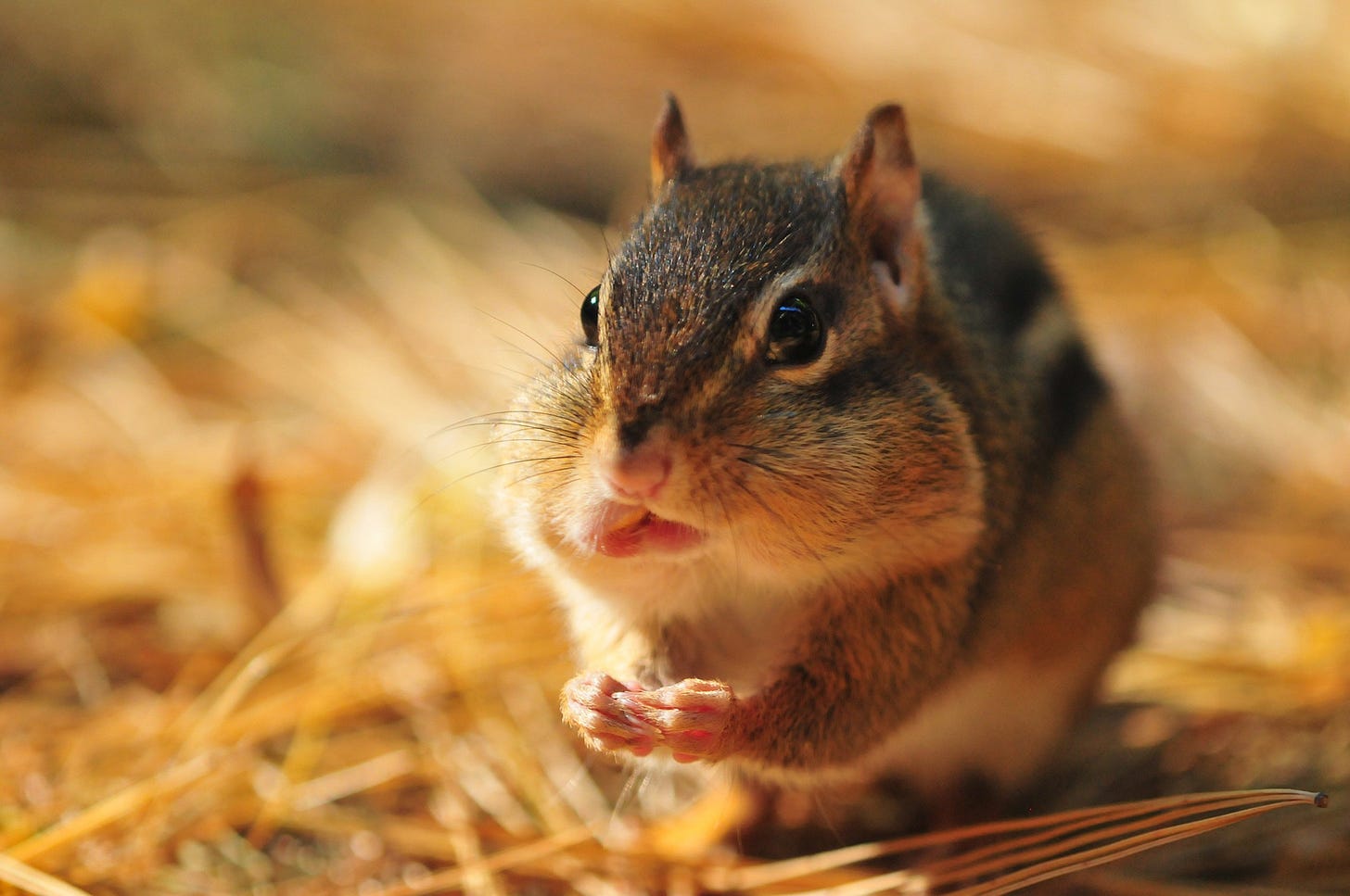 A chipmunk with very full cheek pouches sits on golden grass and pine straw