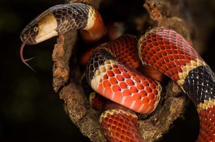 Coral Snake (L) vs Milk Snake (R)
