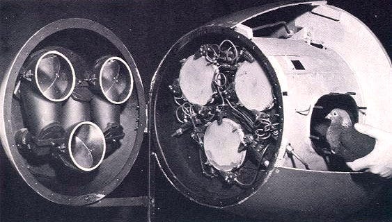 Project Pigeon - Wikipedia