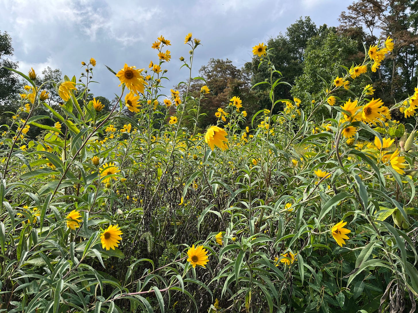 blooming sunflowers