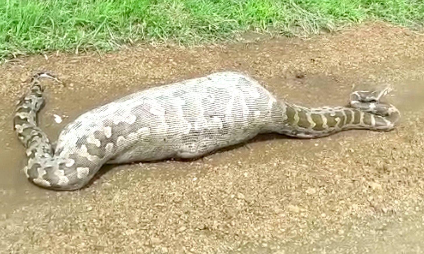 20ft python swallows an ANTELOPE – and chokes to death on it | Daily Mail  Online