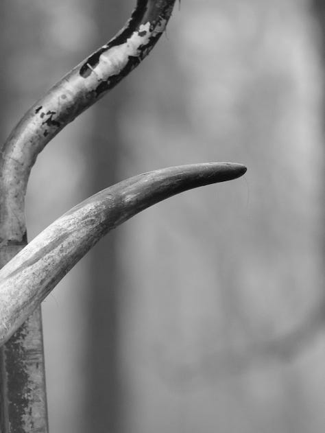 Dieren bij het Broake bos