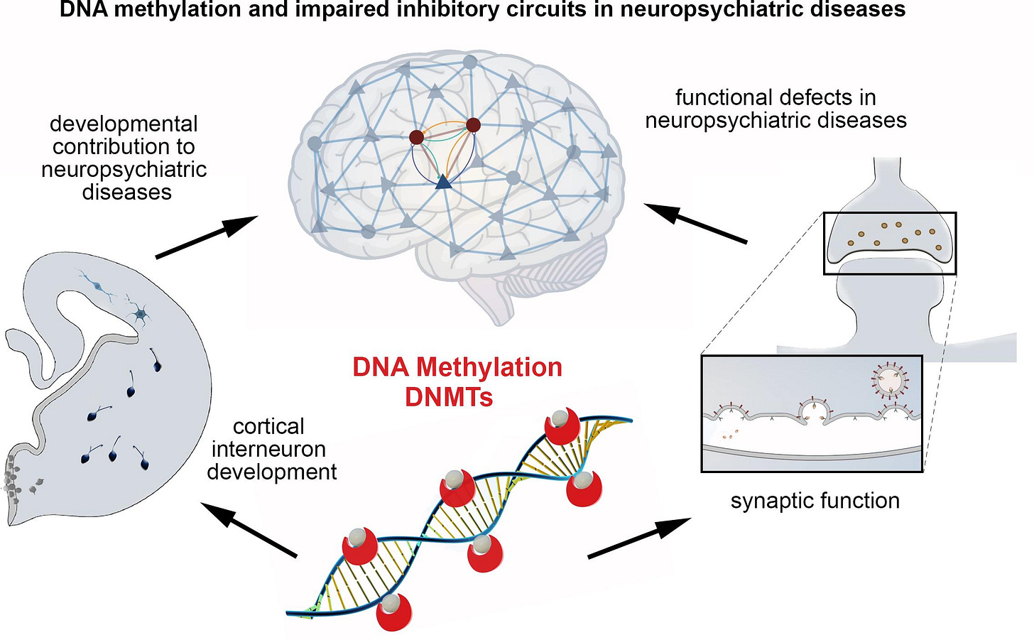 Frontiers | DNA Methylation-Dependent Dysregulation of GABAergic  Interneuron Functionality in Neuropsychiatric Diseases