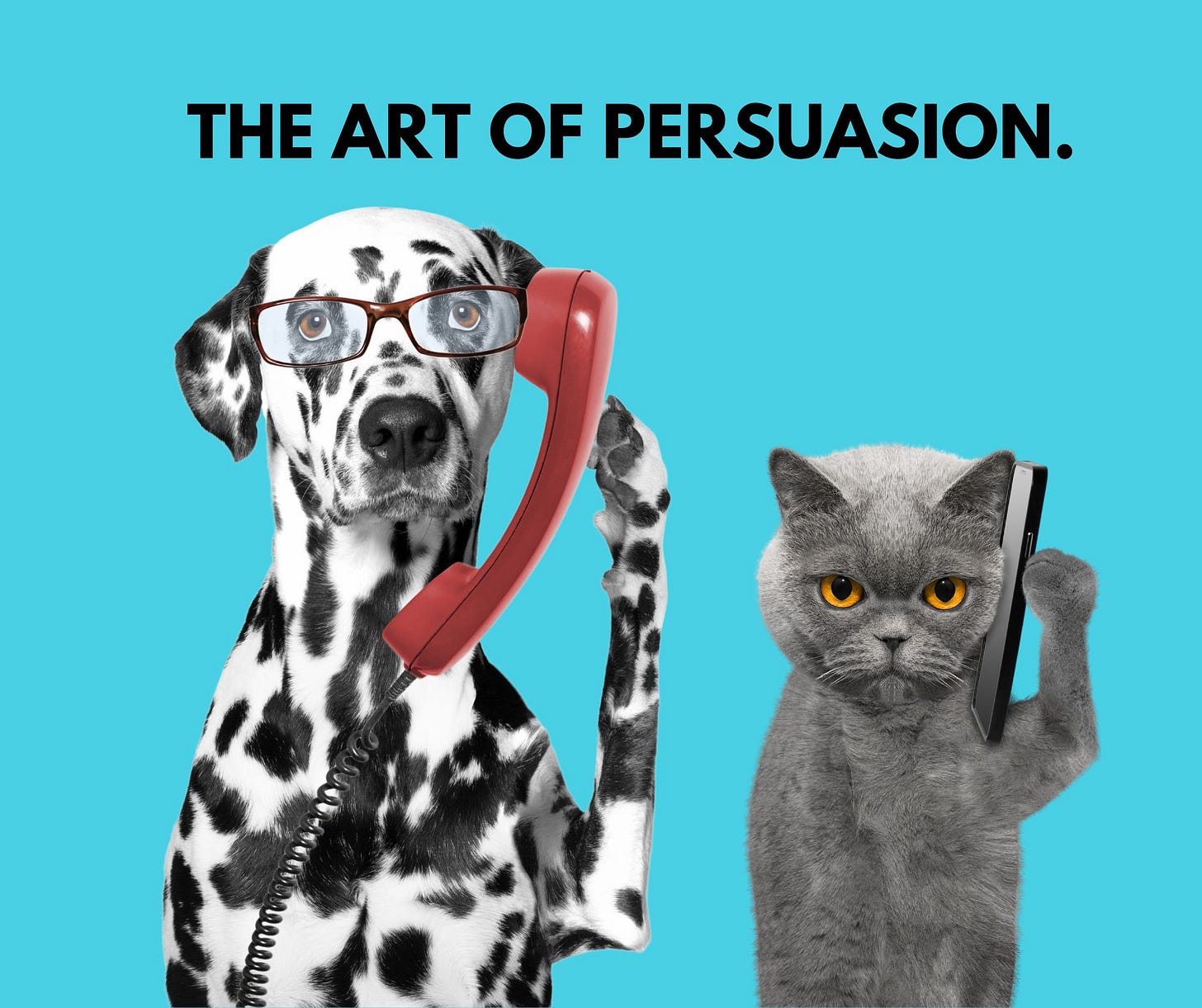 cat dog phone