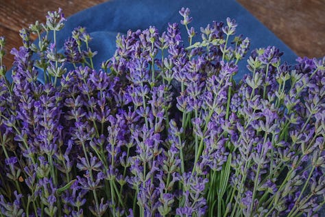 a variety of lavender plants and flowering stems