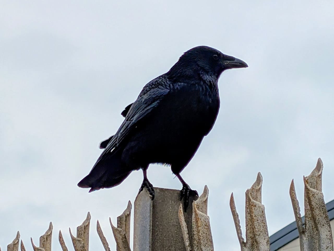 Crow