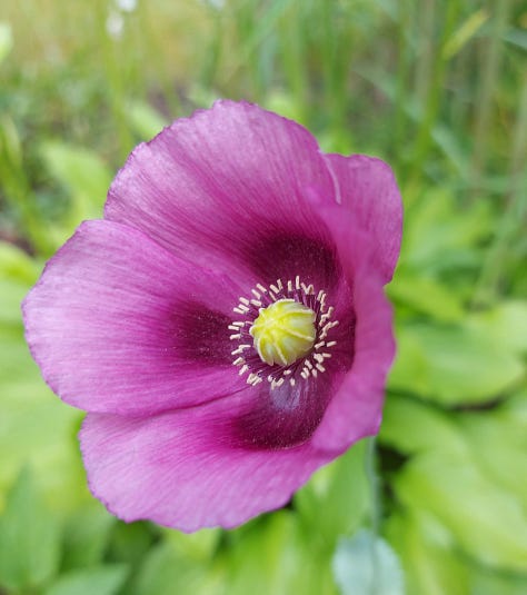Summer flower pictures