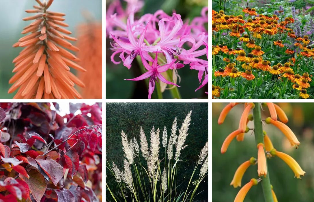 autumn planting ideas in hot colours