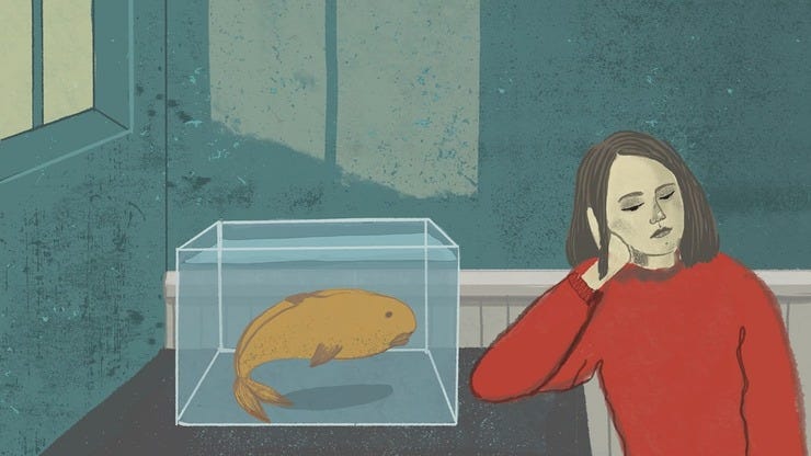 Lilianna Lasocka, My Goldfish