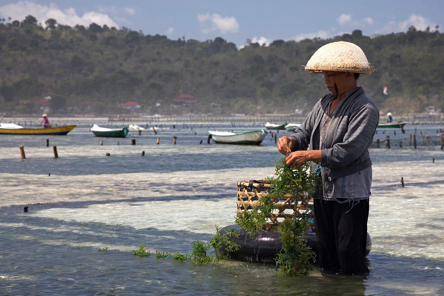Seaweed farming in Nusa Lembongan, Bali