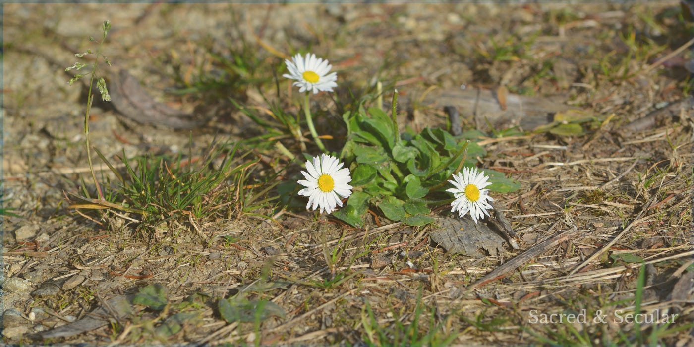 Small white daisies growing from dry, compacted ground beside a well-worn path, symbolising hope and new life emerging in unexpected places. Small white daisies growing from dry, compacted ground beside a well-worn path, symbolising hope and new life emerging in unexpected places.