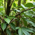 The Plant That Resets the Brain (And Might Stop Your Heart)
