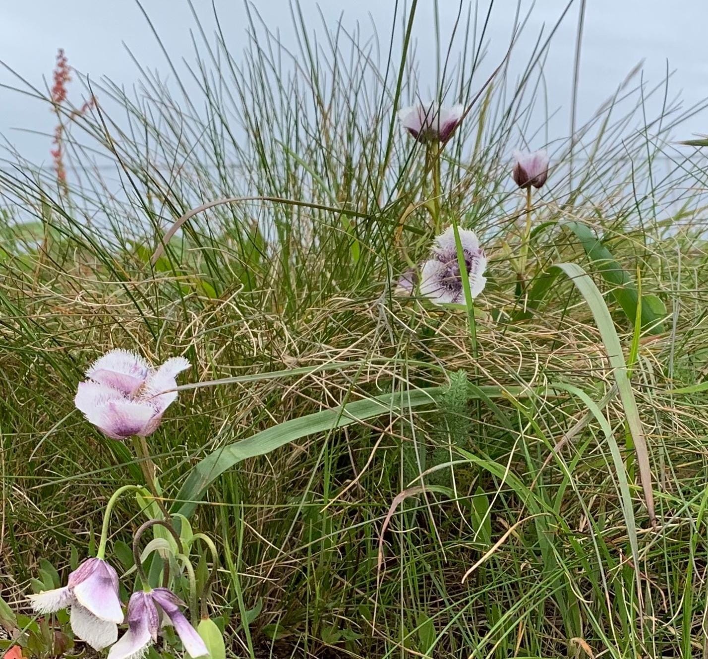 Point Reyes National Seashore Is Not Needed for Local Food Production
