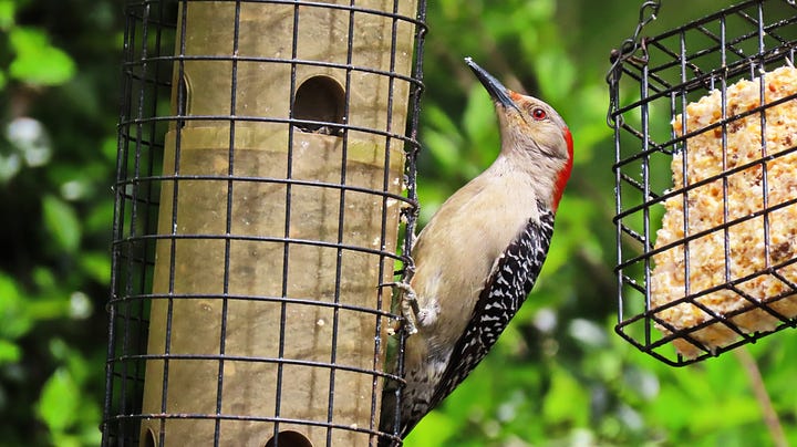 Woodpecker on a feeder