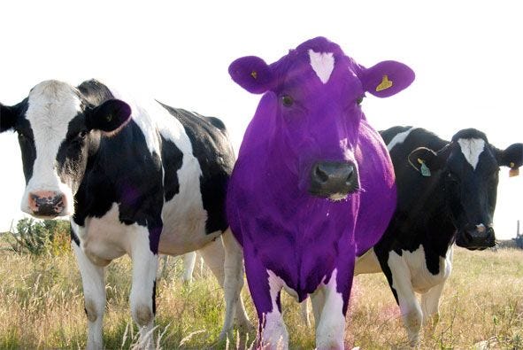 purple cow
