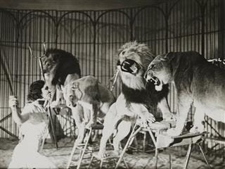 lion tamer at work