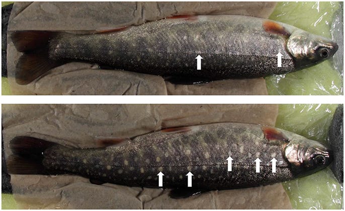 Frontiers | Serotonin Coordinates Responses to Social Stress—What We Can  Learn from Fish