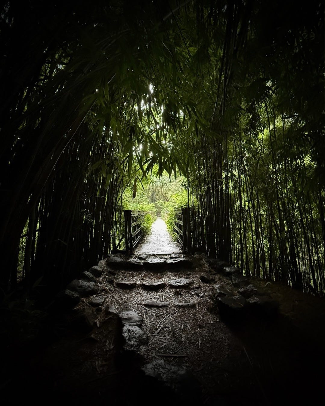 forest-mystery-amazon-green forest-mystery-amazon-green