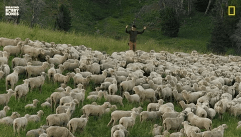 A man herds sheep. A man herds sheep.