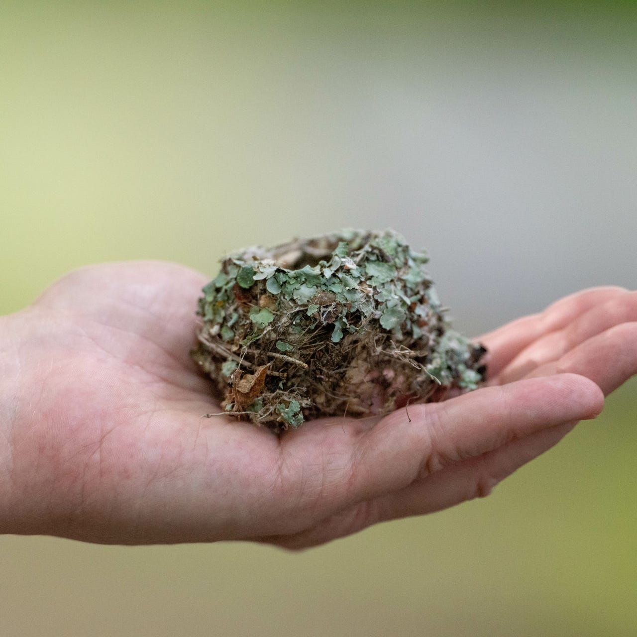 Adventures in Nature