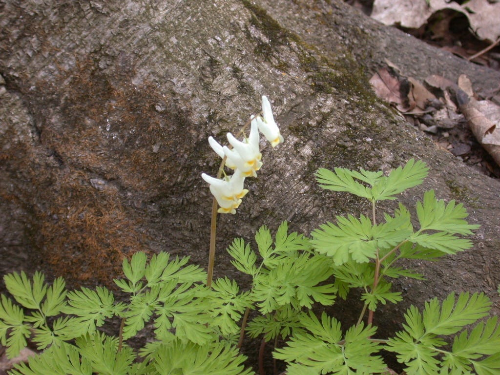 Dutchman’s Breeches (Dicentra) Dutchman’s Breeches (Dicentra)