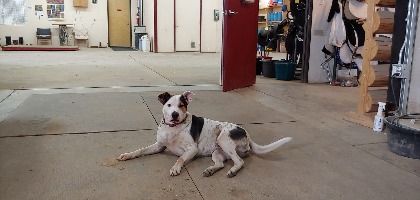 My dog, Joy, in a barn. My dog, Joy, in a barn.