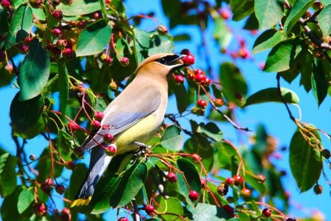 Looking for Serviceberry | Extension