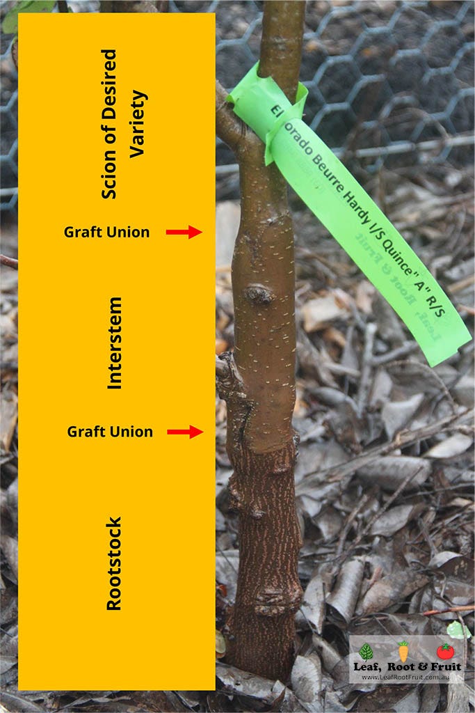 Fruit Tree Grafting Interstems Fruit Tree Grafting Interstems