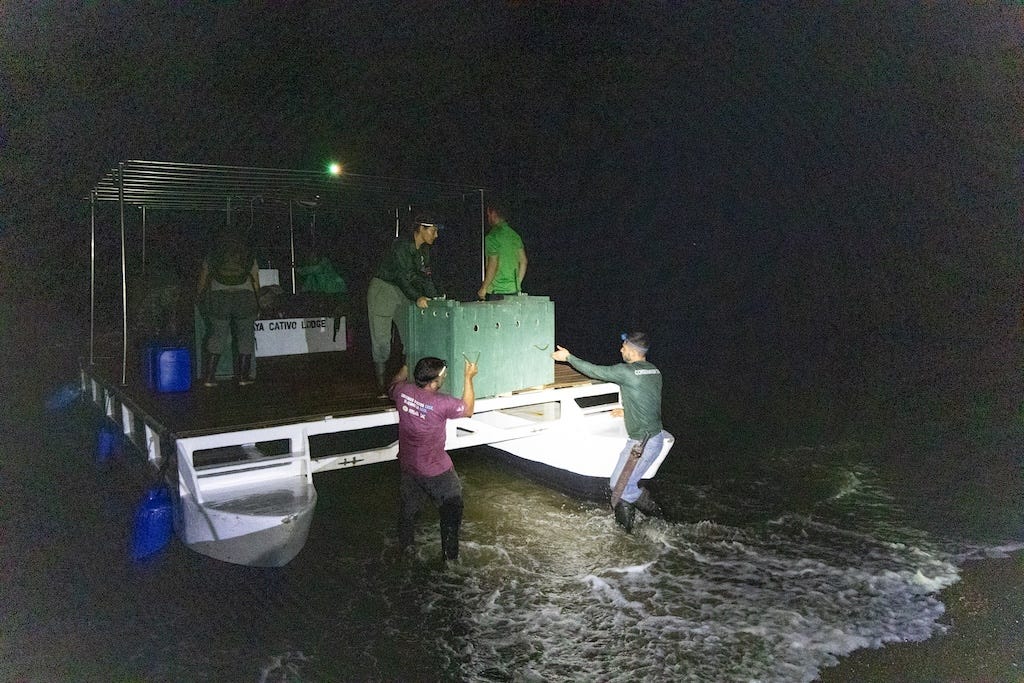 After crossing the Golfo Dulce on boat, white-lipped peccaries are unloaded at the shores of Piedras Blancas National Park. Photo by Ian Rock