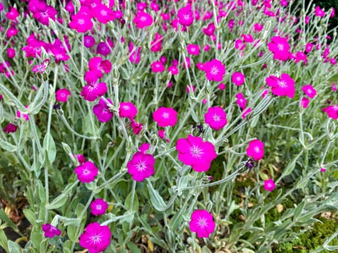 An assortment of flowers.