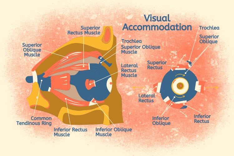 Visual Accommodation Visual Accommodation