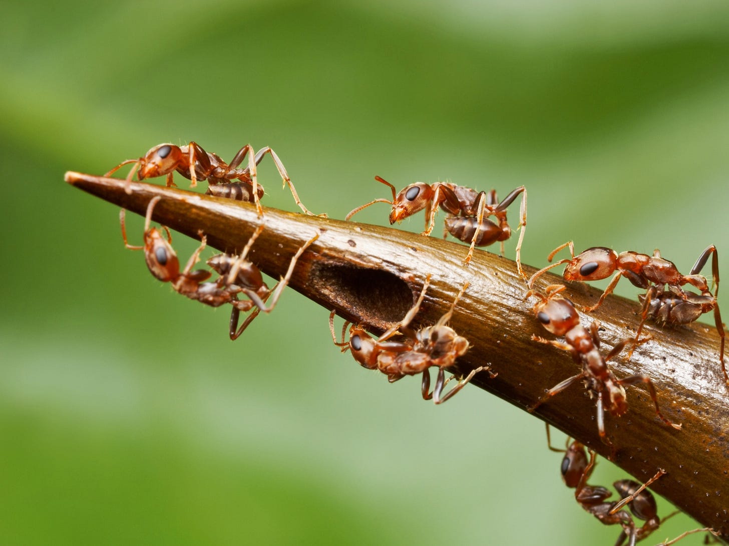 Trees Trap Ants Into Sweet Servitude