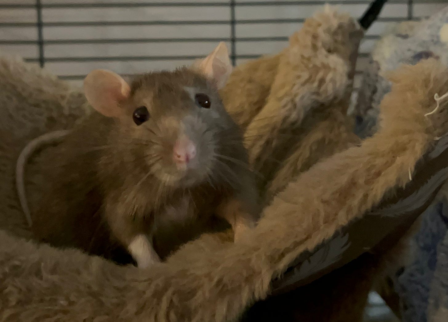 Brown rat sitting in a beige fuzzy hammock, looking straight at the camera Brown rat sitting in a beige fuzzy hammock, looking straight at the camera