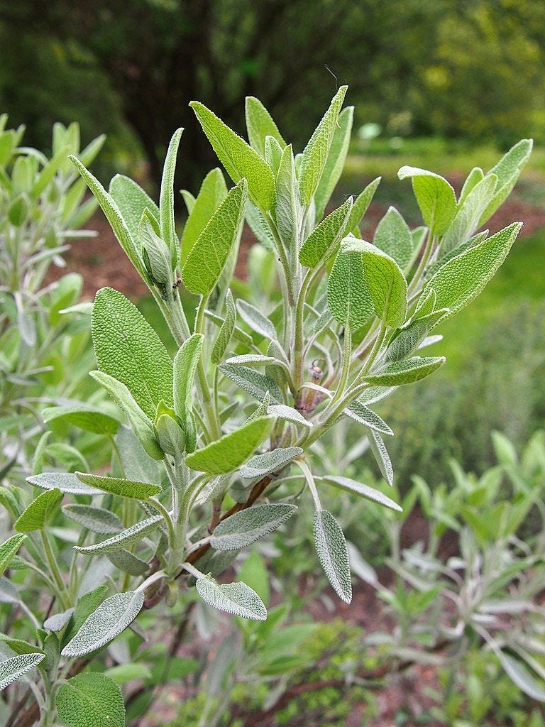 http://Salvia%2520officinalis%2520Sza%25C5%2582wia%2520lekarska%25202019-04-28%252004.jpg http://Salvia%2520officinalis%2520Sza%25C5%2582wia%2520lekarska%25202019-04-28%252004.jpg