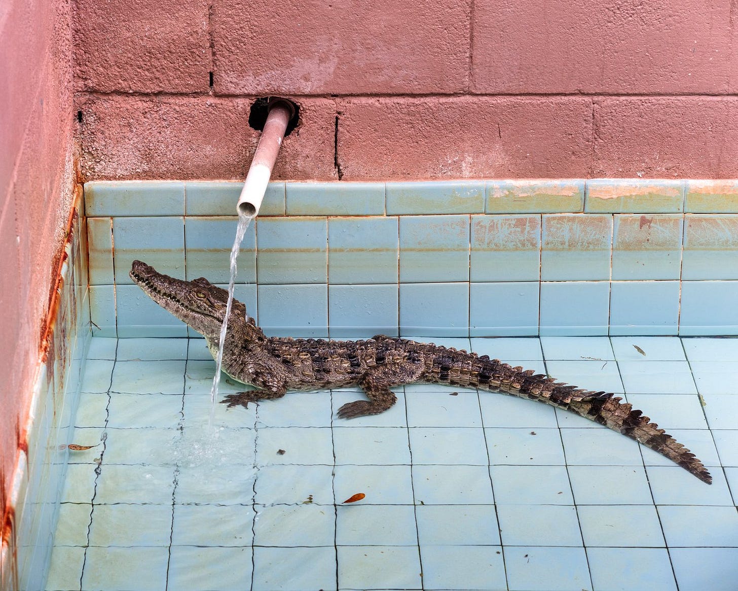 Gatorama, 2020 Gatorama, 2020