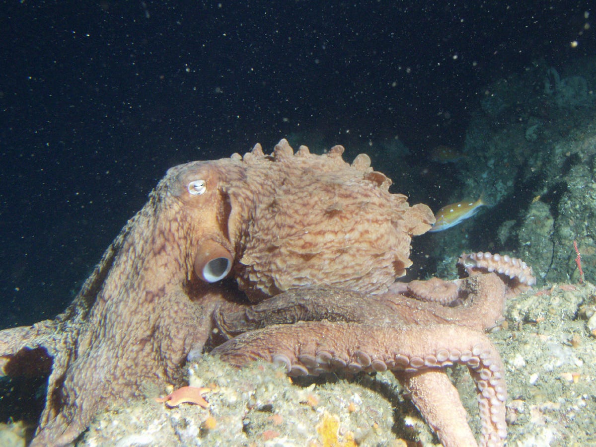 giant pacific octopus sprawled out on a rock. big eye looking at you. giant pacific octopus sprawled out on a rock. big eye looking at you.