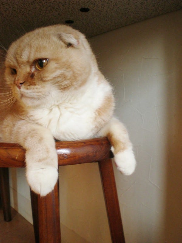 Nyafe Melange Cat Cafe Ebisu Nyafe Melange Cat Cafe Ebisu