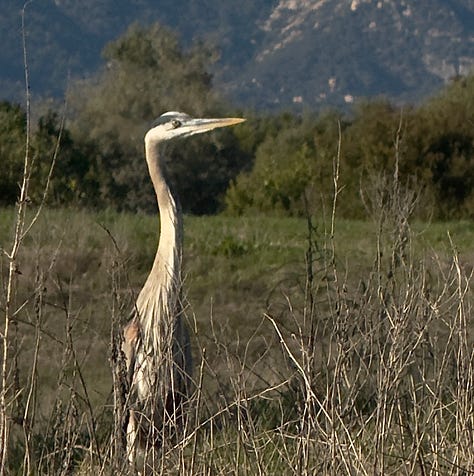 wild beauty