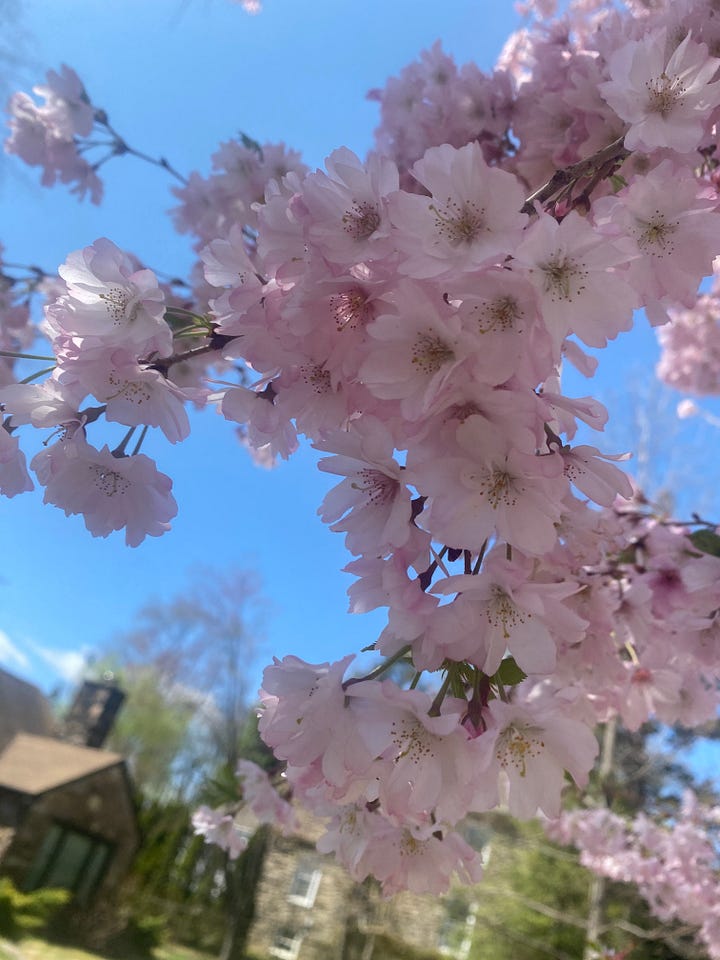 images of cherry blossom trees and daffodils