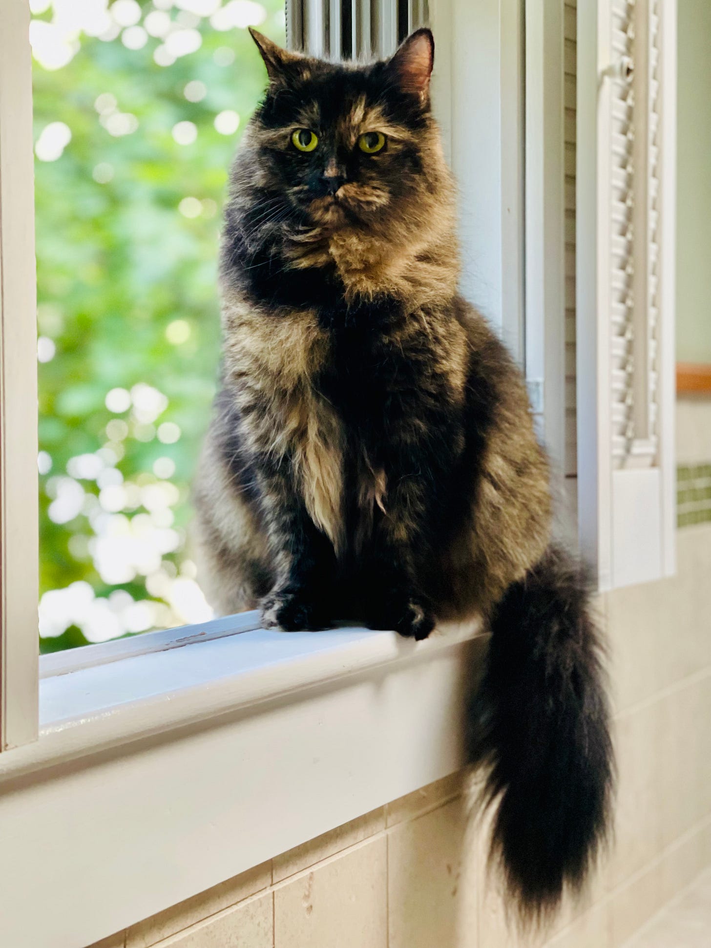 cat on windowsill