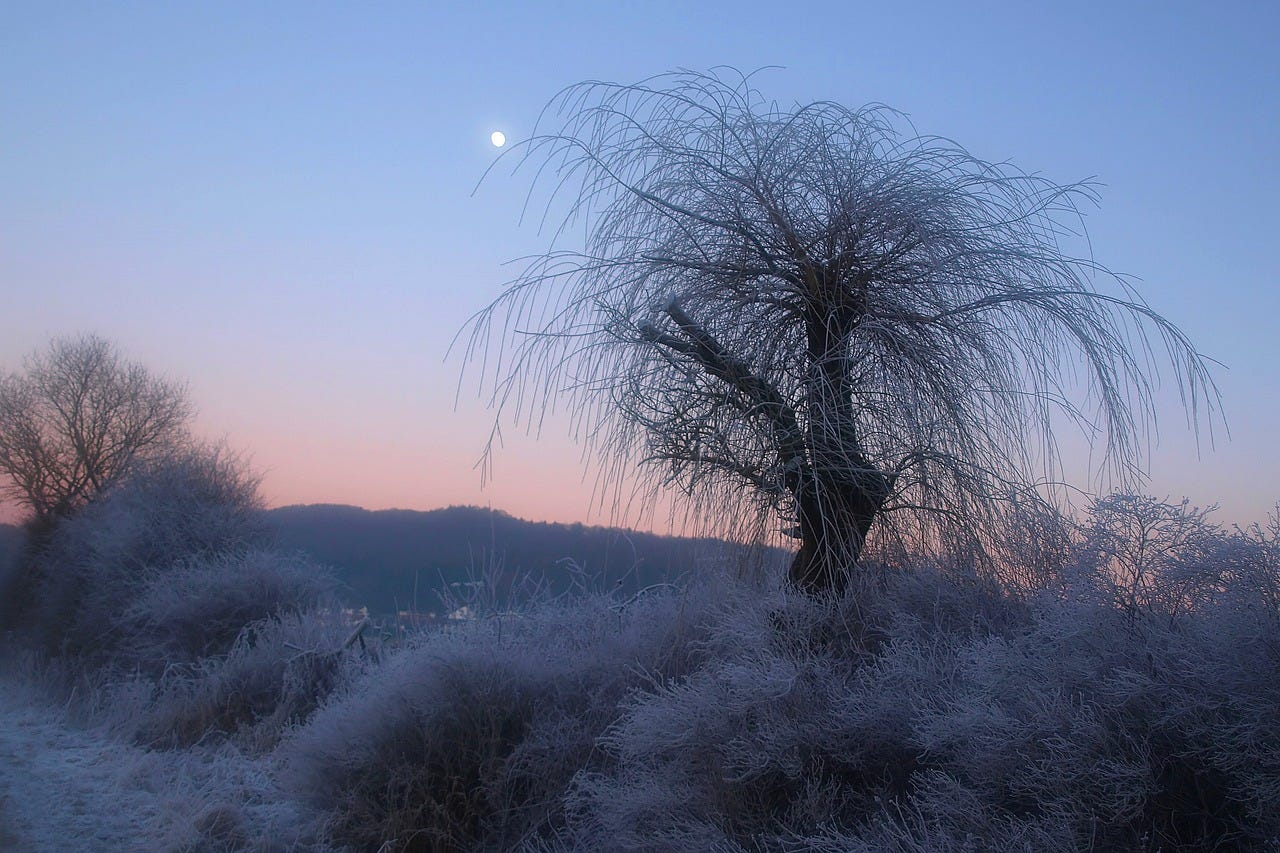 A weeping willow stands amidst shrubbery on a winter evening. The sun has already set, and the moon is rising far in the background.